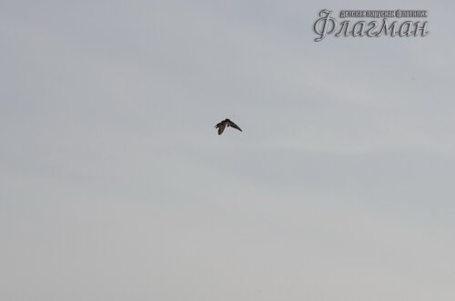 IMGP1480_r